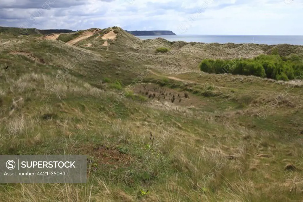View of vegetated sand dune habitat, Oxwich National Nature Reserve, Gower Peninsula, Glamorgan, Wales, may
