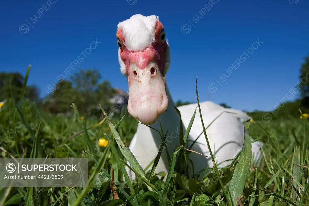 Domestic Duck, Muscovy Duck (Cairina moschata) adult, feeding on grass, Somerset, England, may