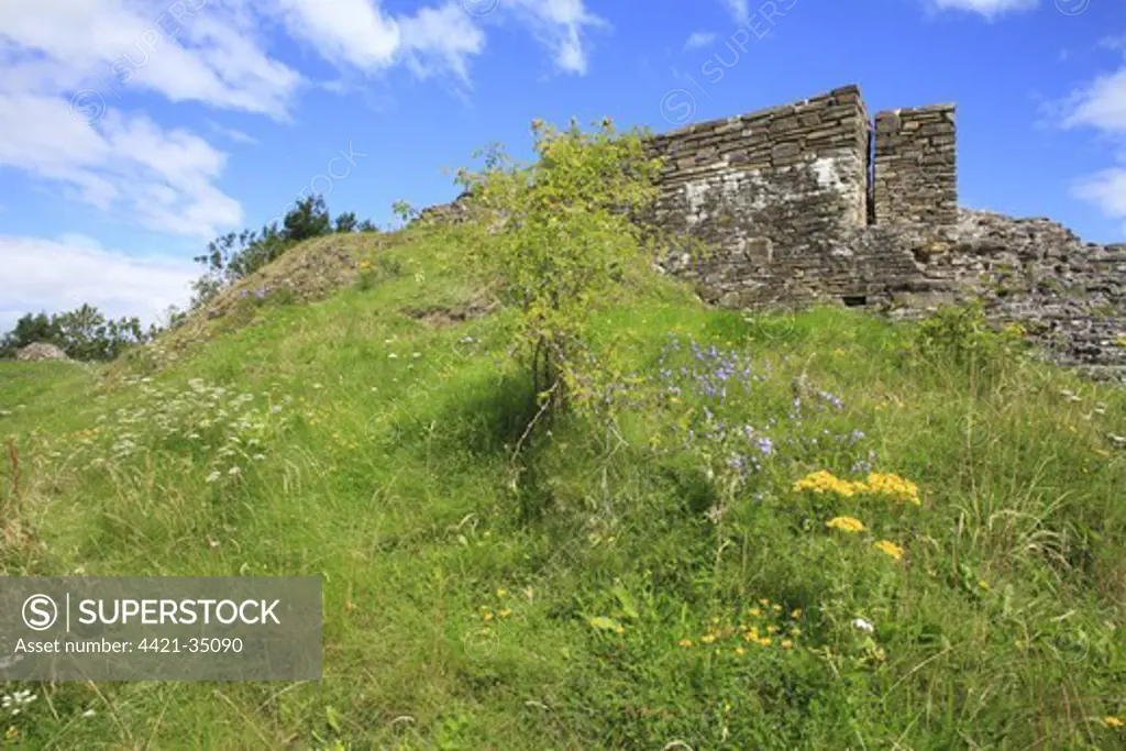 Wildflowers growing on slope amongst ruins of castle, Dolforwyn Castle, Powys, Wales, august