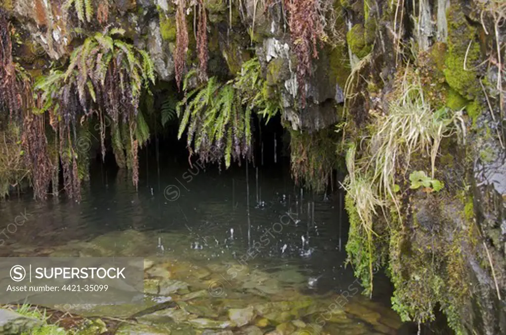 Flooded adit with ferns growing on rocks in abandoned slate mine, Cwm Pennant, Snowdonia, Gwynedd, North Wales, february