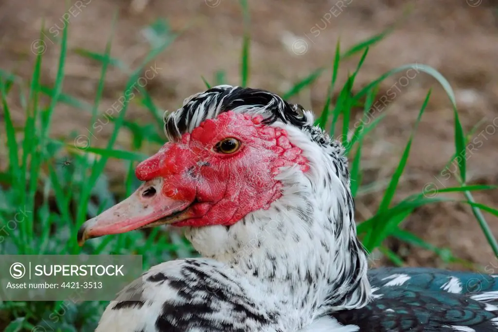Domestic Duck, Muscovy Duck (Cairina moschata) adult male, close-up of head, Baracina, Portalegre District, Alentejo, Portugal, april