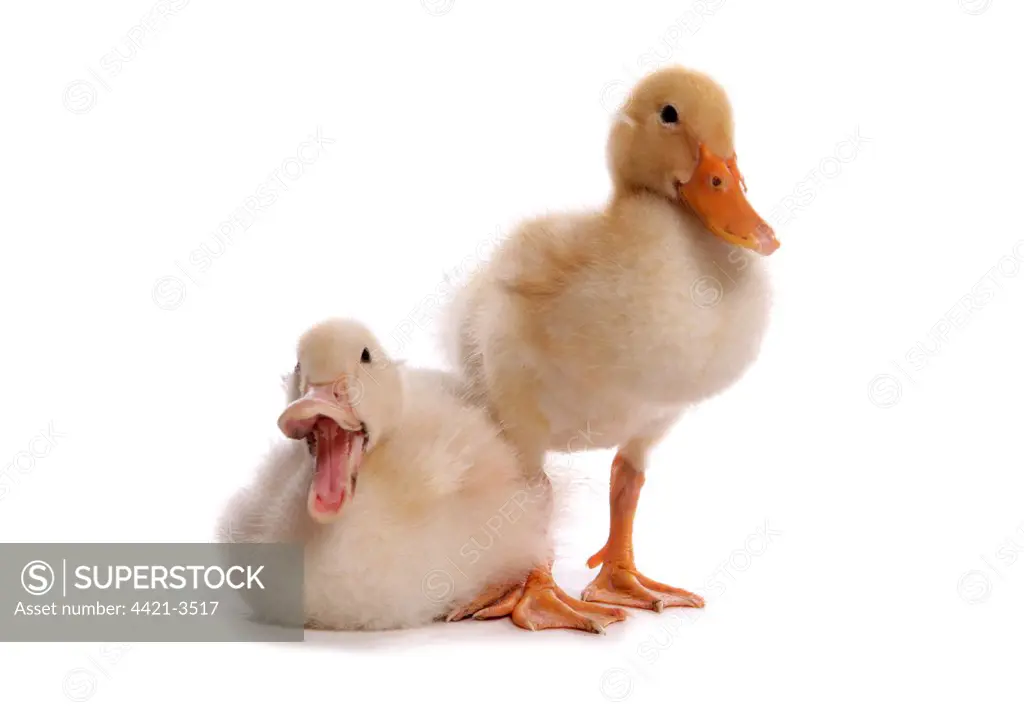 Domestic Duck, Aylesbury, two ducklings, calling, sitting and standing