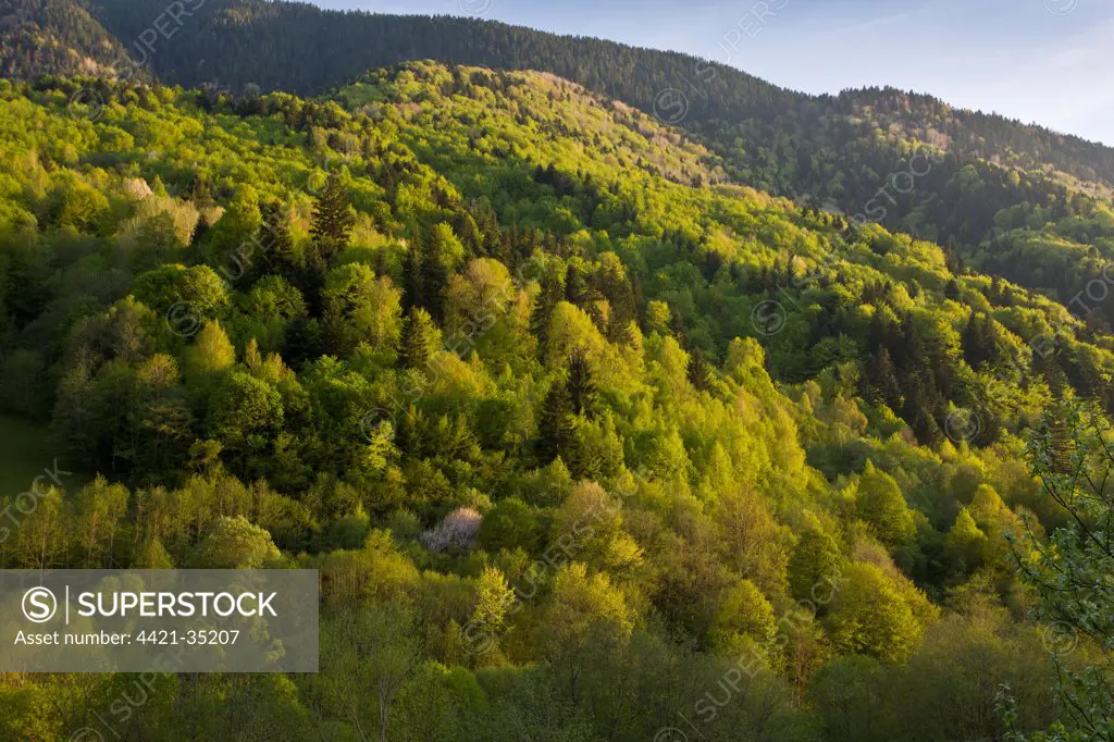 View of mixed woodland habitat, with Common Beech (Fagus sylvatica), Wild Cherry (Prunus avium), Norway Spruce (Picea abies) and Oak (Quercus sp.), Rilska River Valley, near Rila Monastery, Rila Mountains, Bulgaria, may