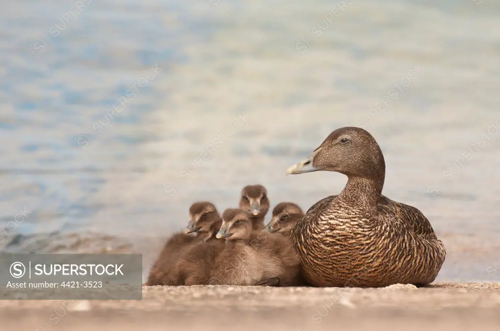 Common Eider (Somateria mollissima) mother with five ducklings, resting together on harbour slipway, Shetland Islands, Scotland, july