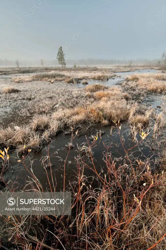 Frosty and misty boreal bog habitat at dawn, Lapland, Northwest Finland, september