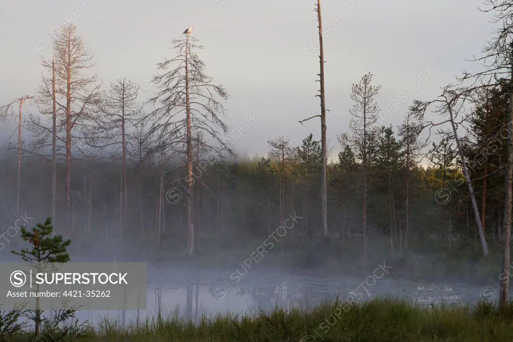 View of mist covered lake and coniferous forest habitat at dusk, with Herring Gull (Larus argentatus) adult, standing in tree, Finland, july