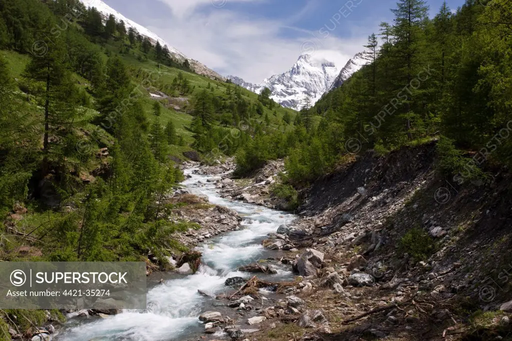 Alpine river in wooded valley habitat, view towards Monte Viso (in Italy), Guil Valley, Queyras Natural Regional Park, Alps, France