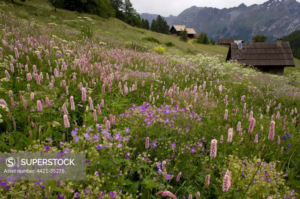 Species-rich alpine pasture, with Common Bistort and Wood Cranesbill, Narreyroux Valley, Ecrins N.P., Alps, France