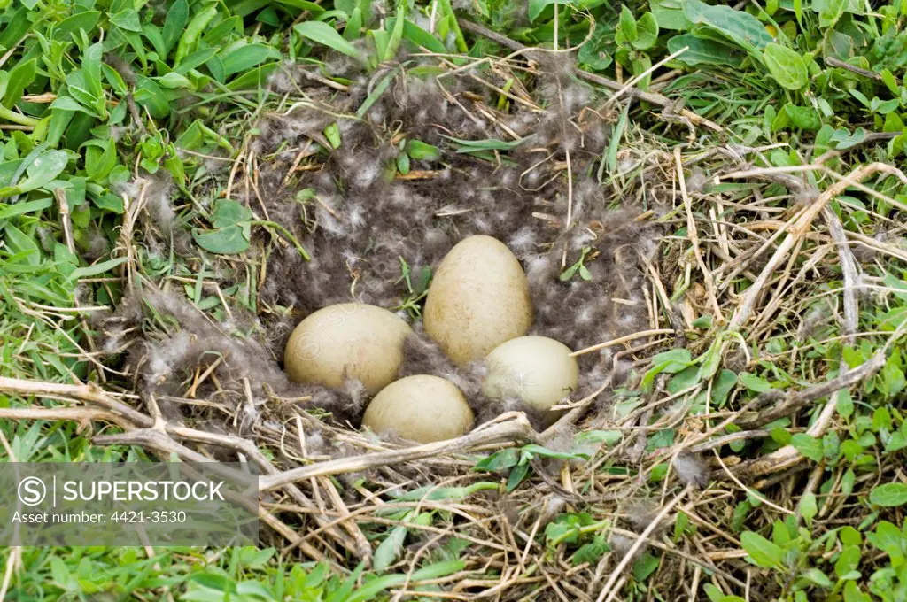 Common Eider (Somateria mollissima) four eggs in nest, Inner Farne, Farne Islands, Northumberland, England, april