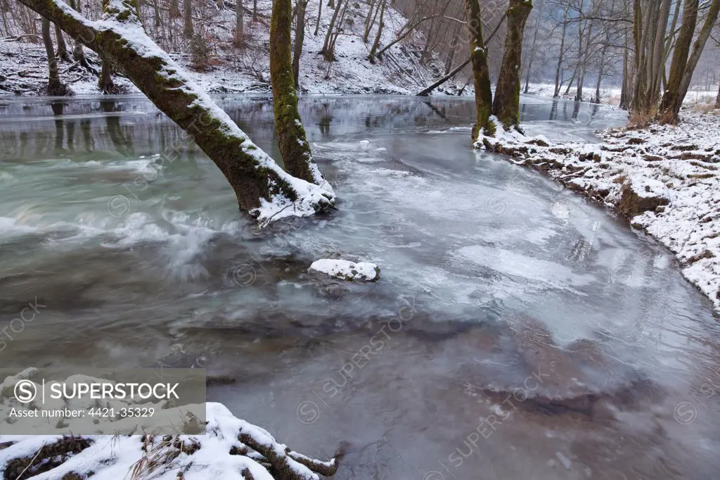 Trees standing in icy river, River Kyll, near Speicher, Rhineland-Palatinate, Germany, january