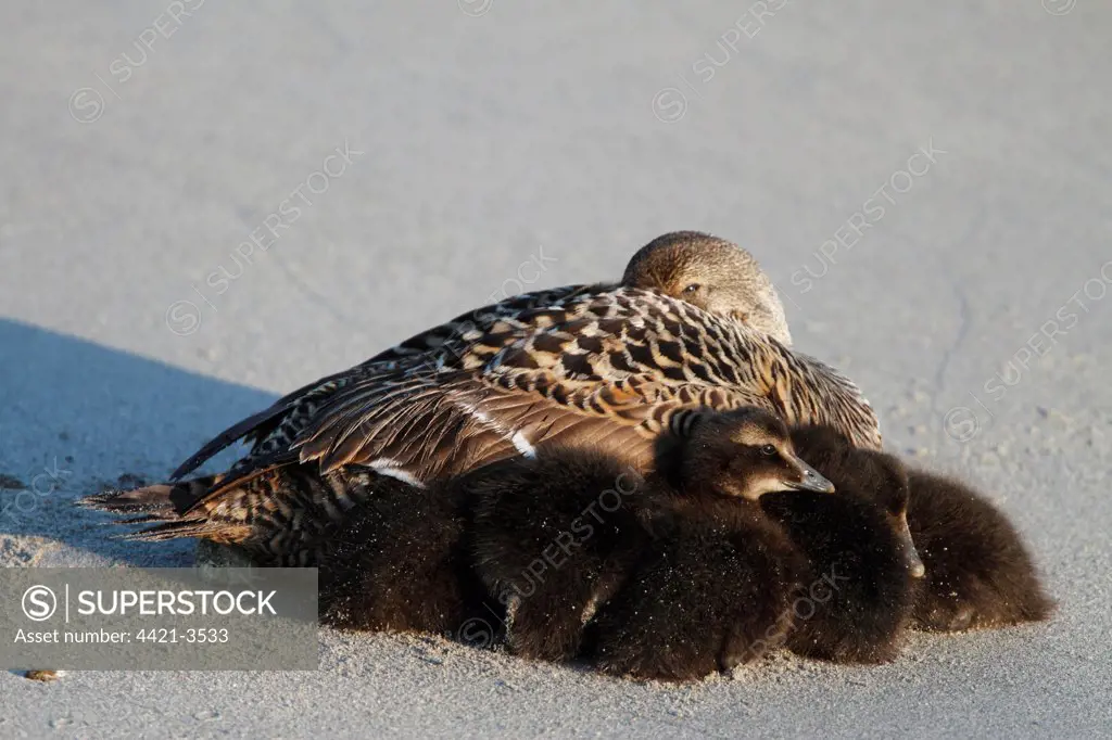 Common Eider (Somateria mollissima) adult female with ducklings, resting on beach, Heligoland, Schleswig-Holstein, Germany, may