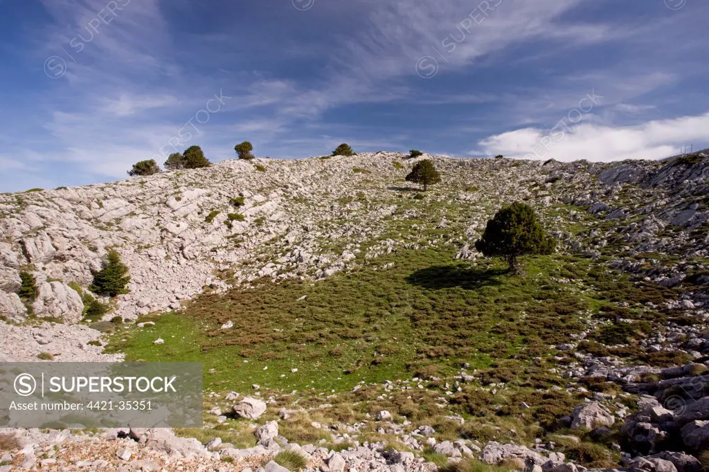 View of karst limestone habitat, with Greek Fir (Abies cephalonica) trees, at about 1700m, Mount Parnassus N.P., Greece