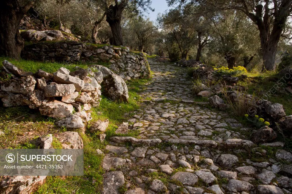 Ancient paved stone path (Kalderimi) through Olive (Olea europea) groves, Mount Olympus, Lesvos, Greece, march