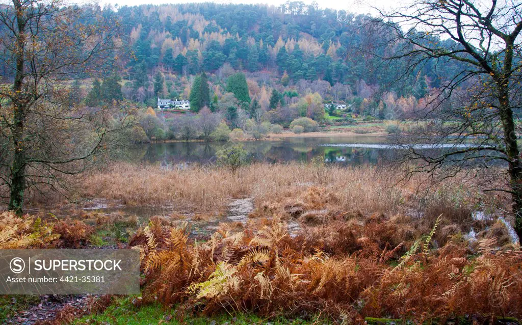View of lake habitat, Lower Lake, Wicklow Way Walking Route, Glendalough Valley, Wicklow Mountains N.P., County Wicklow, Ireland, november