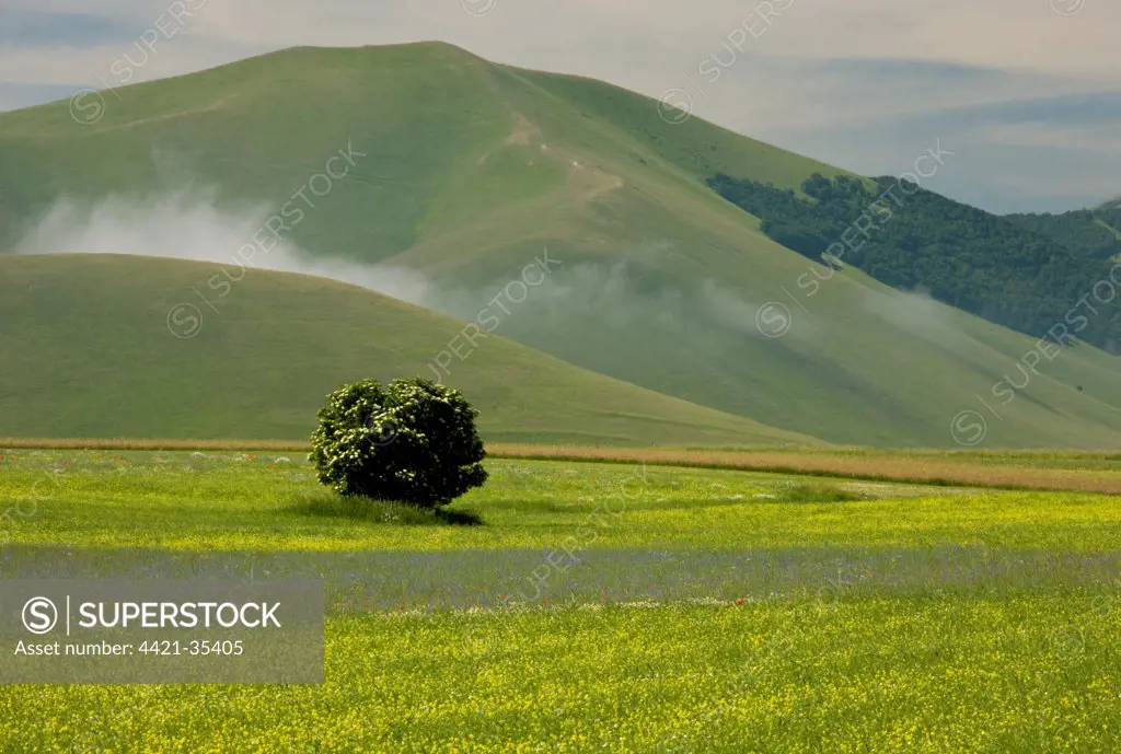 View of flowery strip fields, full of cornfield weeds, Grande Piano, Monte Sibillini N.P., Apennines, Italy