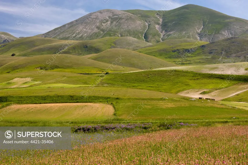 View of flowery strip fields, full of cornflowers, sainfoin and other cornfield weeds, Grande Piano, Monte Sibillini N.P., Apennines, Italy