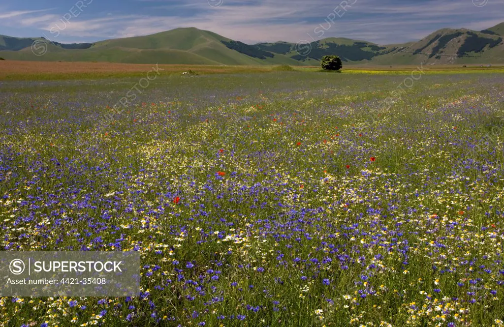 View of flowery strip fields, full of cornflowers, poppies and other cornfield weeds, Grande Piano, Monte Sibillini N.P., Apennines, Italy