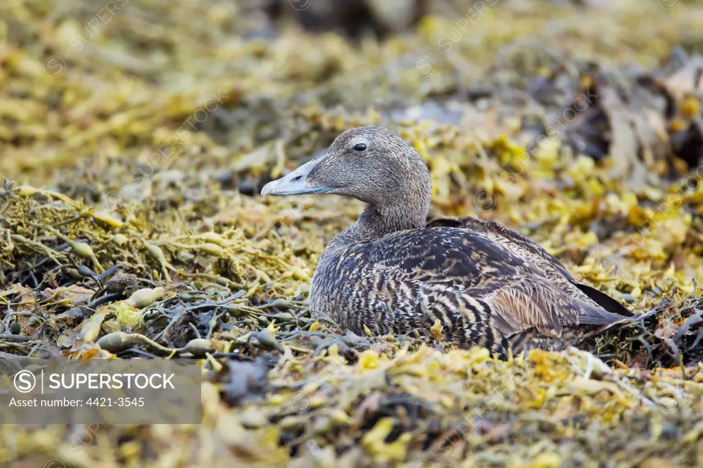 Common Eider (Somateria mollissima) adult female, resting on seaweed at low tide, Shetland Islands, Scotland, June