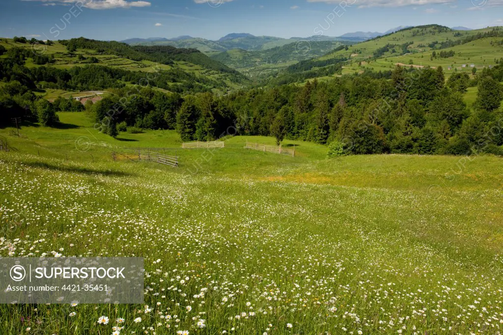 View over meadow towards mountains, Rodnii Mountains, near Nasaud, Northern Romania, june