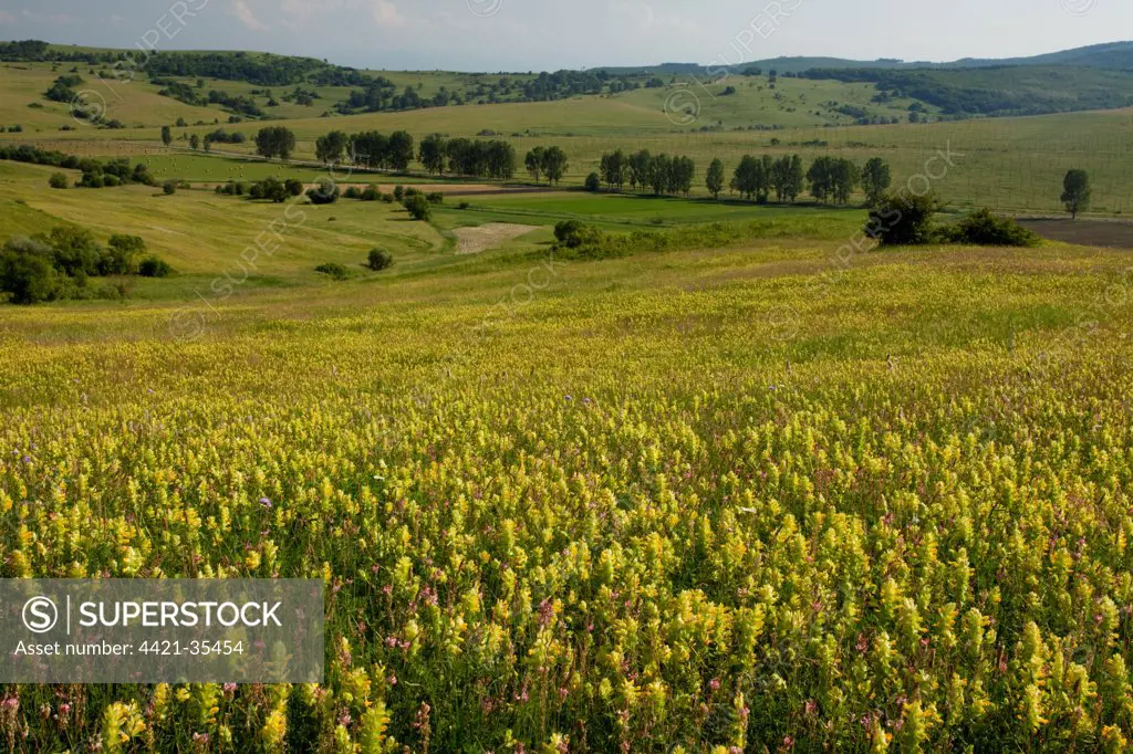 View of wildflowers in extensive grasslands around Saxon village, Viscri, Transylvania, Romania, june