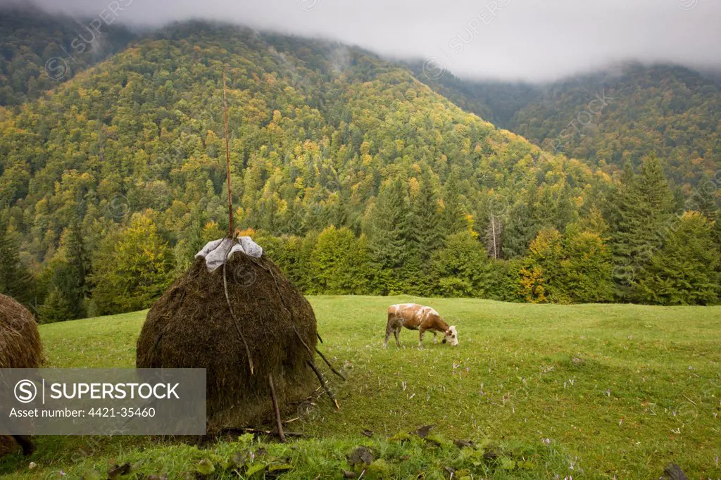 View of hay stooks, cow grazing amongst autumn crocus flowers in meadow, with autumnal mixed woodland on mountain slopes, Piatra Craiulu Mountains, Carpathians, Romania, october
