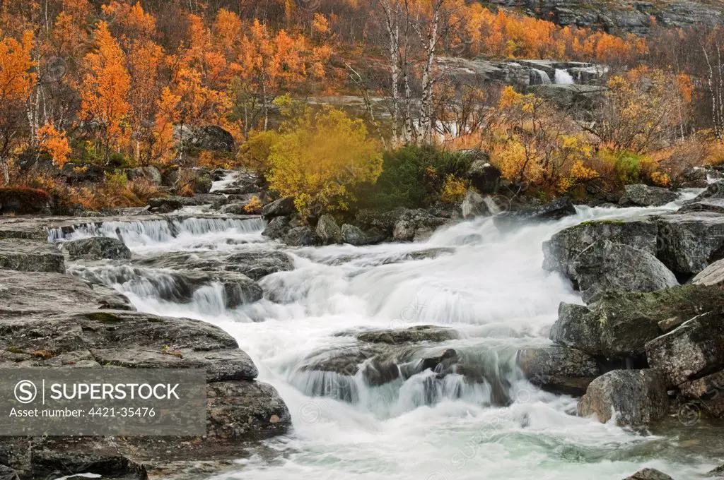 View of river cascades and Silver Birch (Betula pendula) forest, River Galggojohka, Lapland, North Norway, september