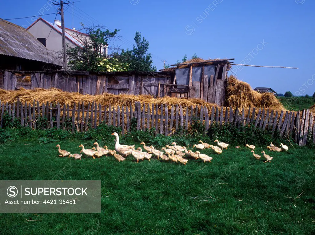 Poland Farm yard geese - Poland