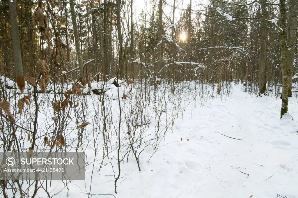 Snow covered primeval forest habitat, Bialowieza Special Protected Area, Bialowieza N.P., Podlaskie Voivodeship, Poland, february