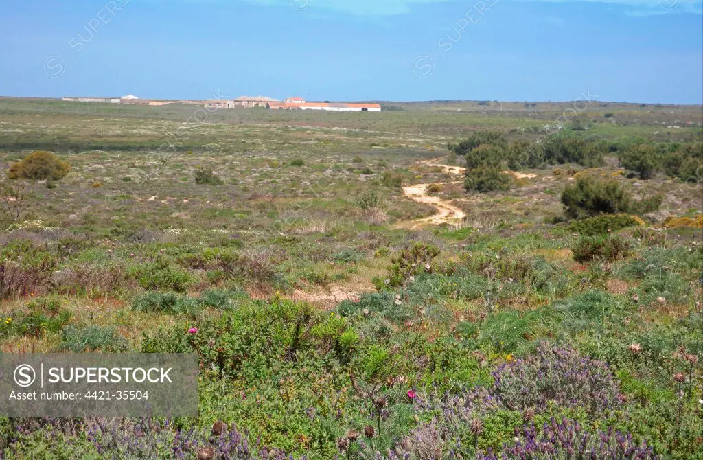 View across heathland habitat to farm, Costa Vicentina N.P., Algarve, Portugal, april