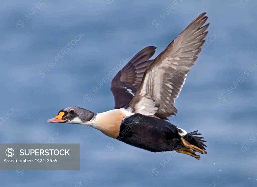 King Eider (Somateria spectabilis) immature male, first winter plumage, in flight over sea, Varanger, Northern Norway, march