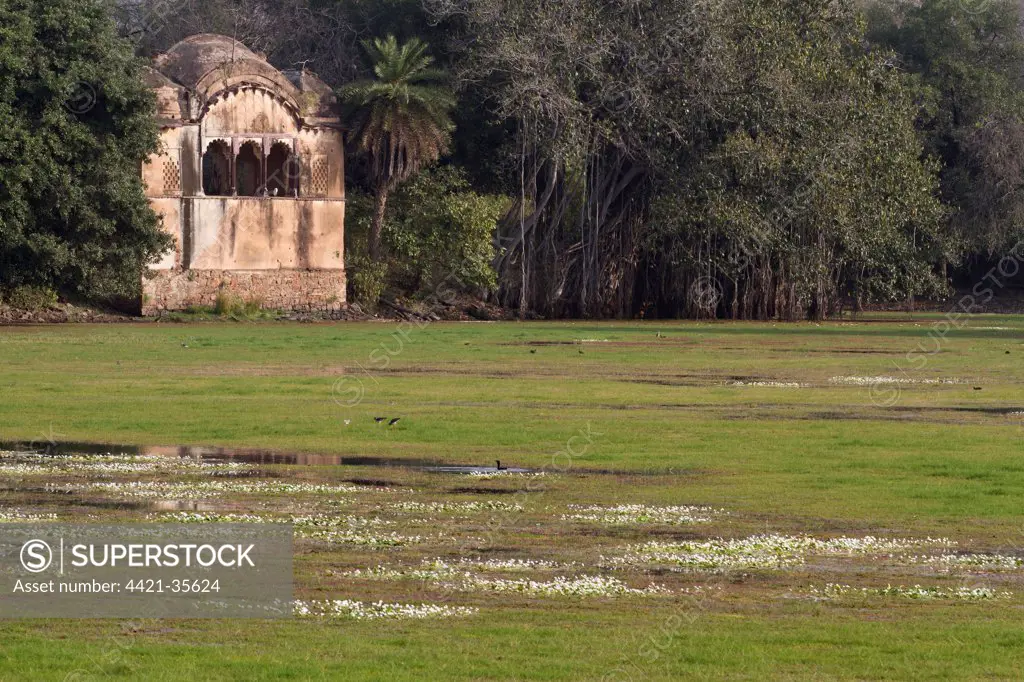 View of lake habitat and fortress ruin, Ranthambore N.P., Rajasthan, India