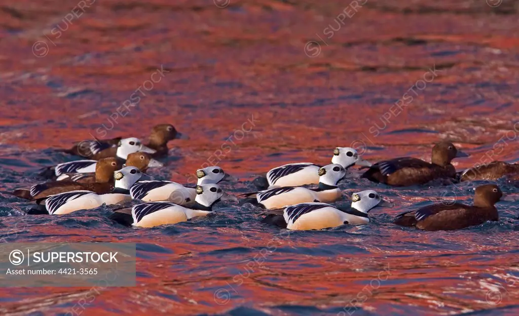 Steller's Eider (Polysticta stelleri) adult males and females, flock swimming at sea, Northern Norway, march