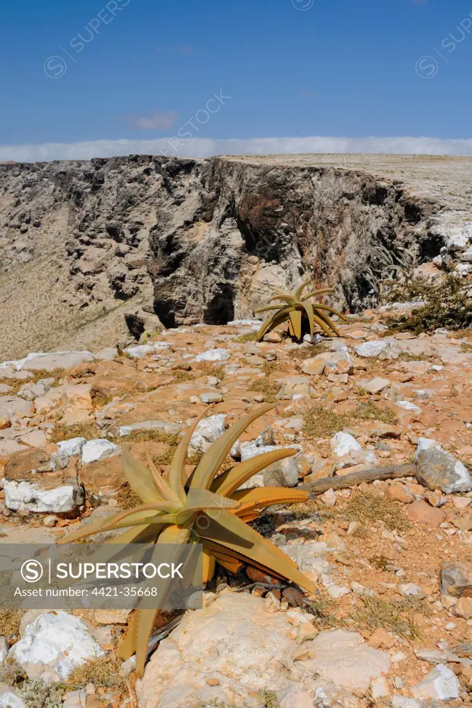 View of aloes in southern cliffs habitat, Socotra, Yemen