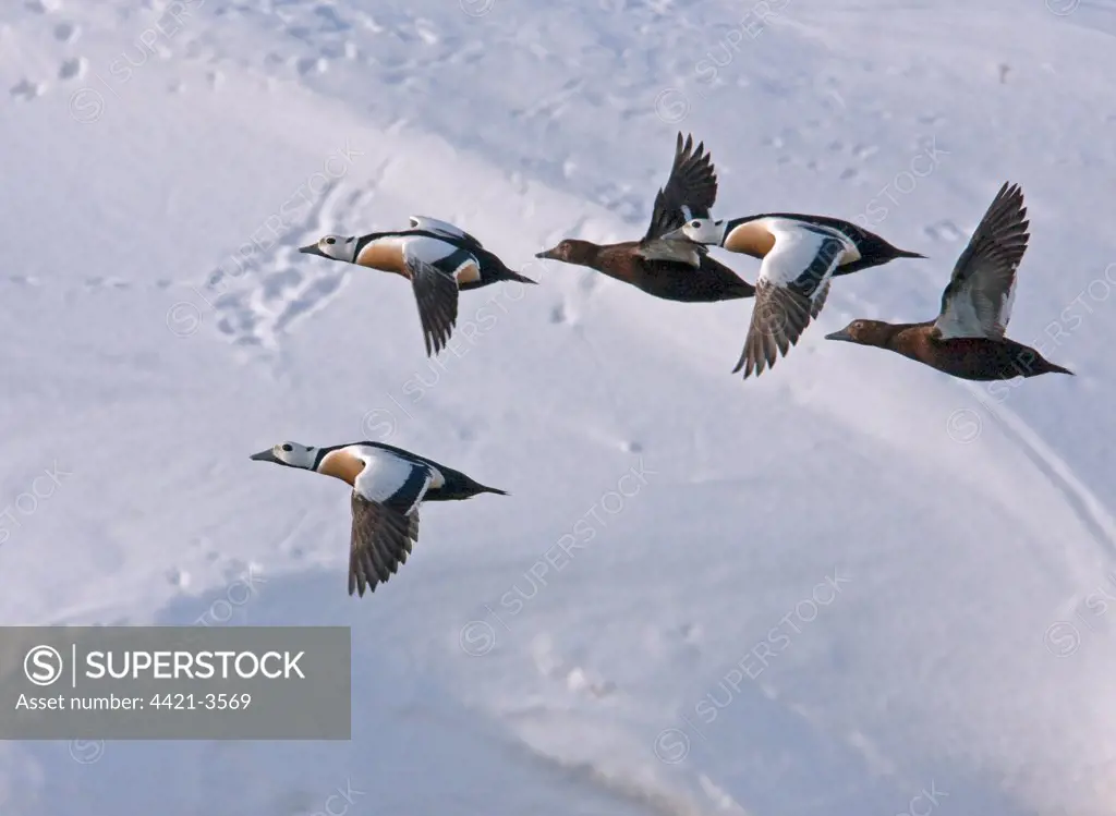 Steller's Eider (Polysticta stelleri) five adult males and females, in flight, against snow bank, Northern Norway, march