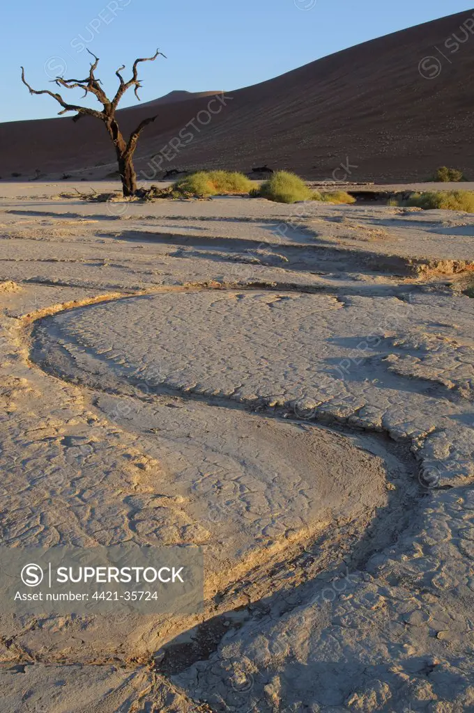 Dry clay pan with dead Camelthorn Acacia (Acacia erioloba) trees, Dead Vlei, Namib Desert, Namib-Naukluft N.P., Namibia