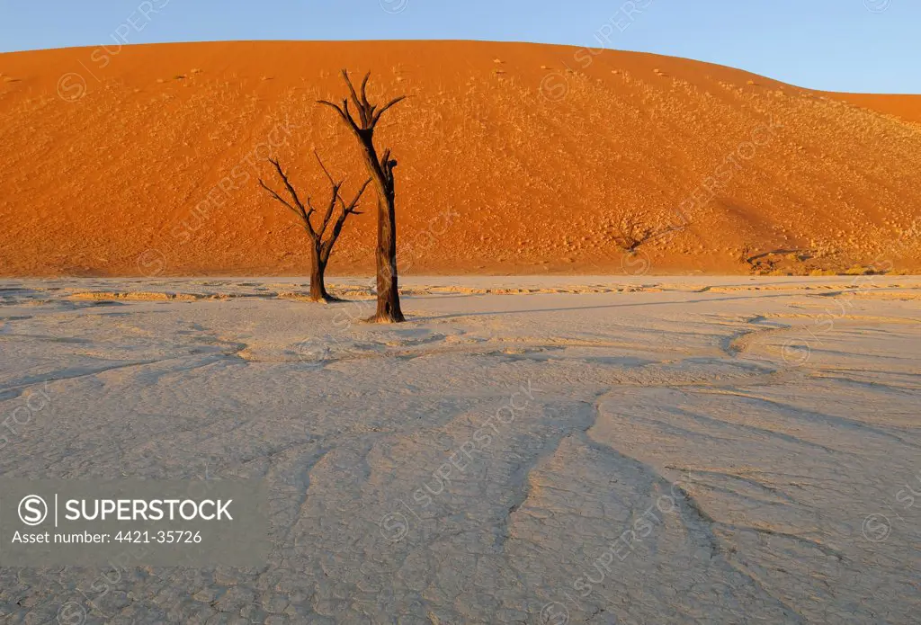 Dead Camelthorn Acacia (Acacia erioloba) trees on dry clay pan, Dead Vlei, Namib Desert, Namib-Naukluft N.P., Namibia