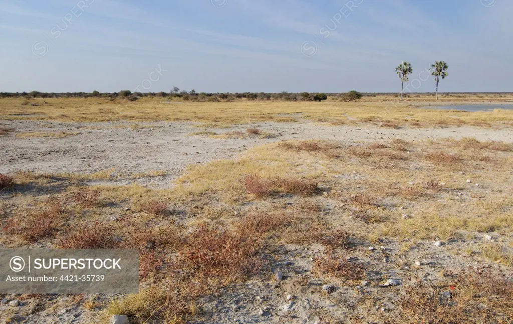 View of saltpan habitat, two palm trees beside waterhole, Etosha N.P., Kunene, Namibia