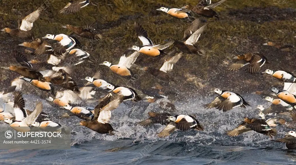 Steller's Eider (Polysticta stelleri) adult males and females, flock in flight, taking off from sea, Varanger Fjord, Northern Norway, march