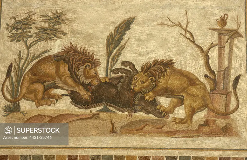 Mosaic, lions eating boar, 2nd century, Museum of El-Jem, El-Jem (Thydrus), Tunisia