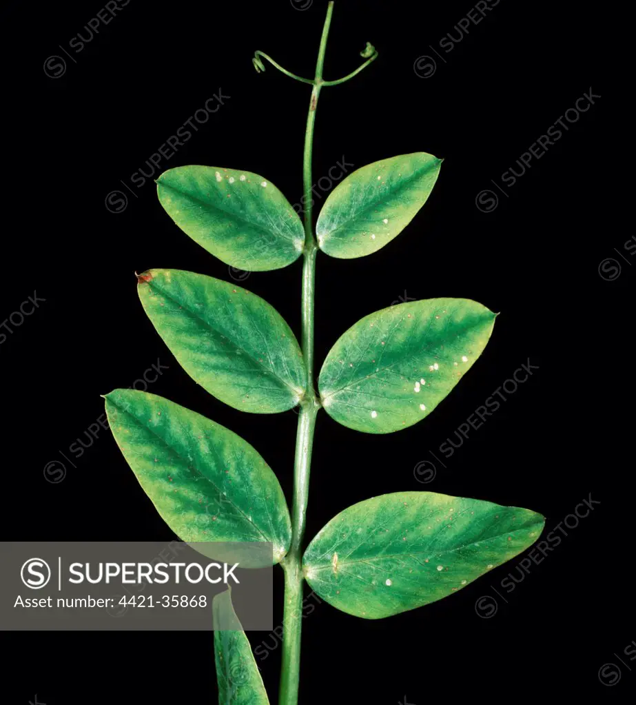 Manganese deficiency (Mn) deficiency symptom on pea leaf