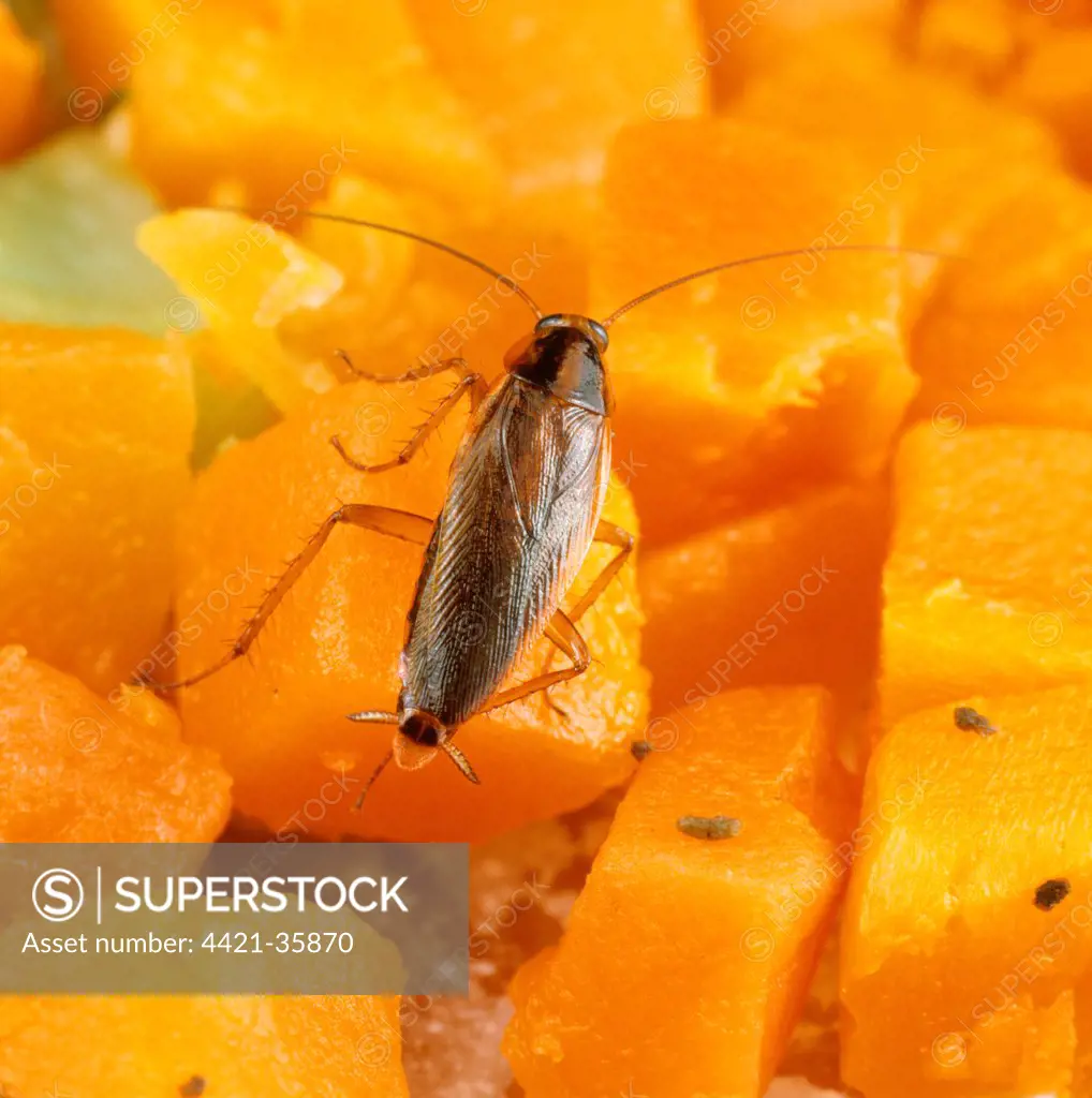 German Cockroach (Blatella germanica) adult, walking over diced carrot and leaving droppings (or frass)