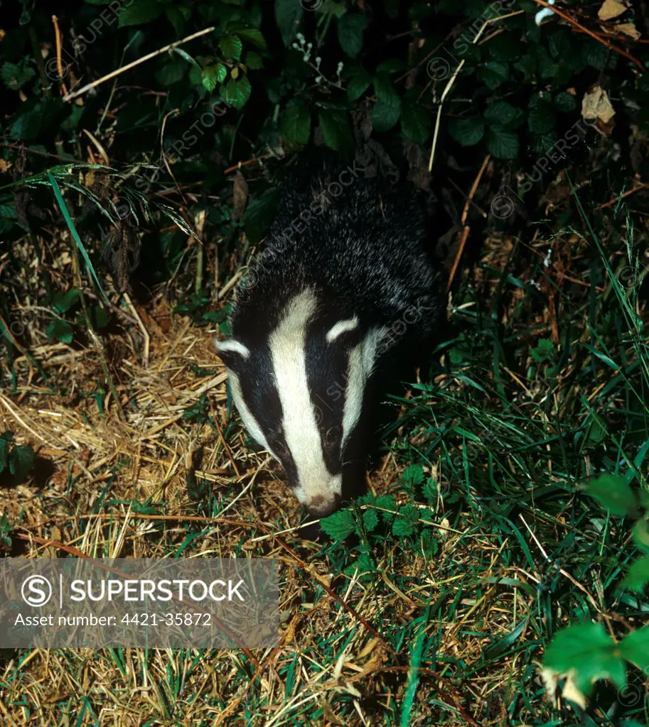 Eurasian Badger (Meles meles) adult, foraging at night, Devon, England