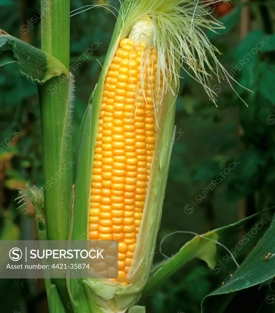 Sweet corn exposed mature cob