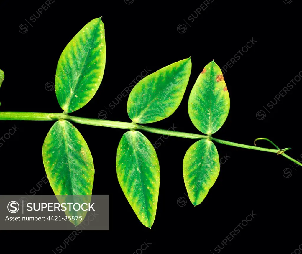 Manganese deficiency (Mn) deficiency symptom on pea leaf