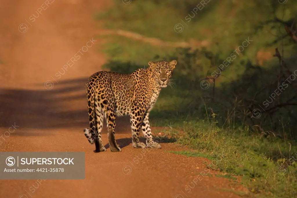 Sri Lankan Leopard (Panthera pardus kotiya) adult, standing on track, Yala National Park, Sri Lanka