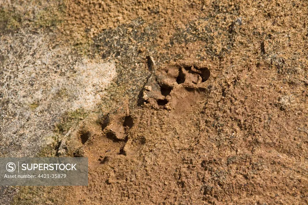 Sri Lankan Leopard (Panthera pardus kotiya) tracks, Yala National Park, Sri Lanka