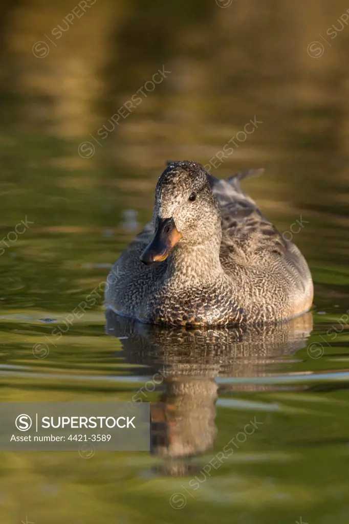 Gadwall (Anas strepera) adult male, summer plumage, swimming, Salthouse, Norfolk, England, may