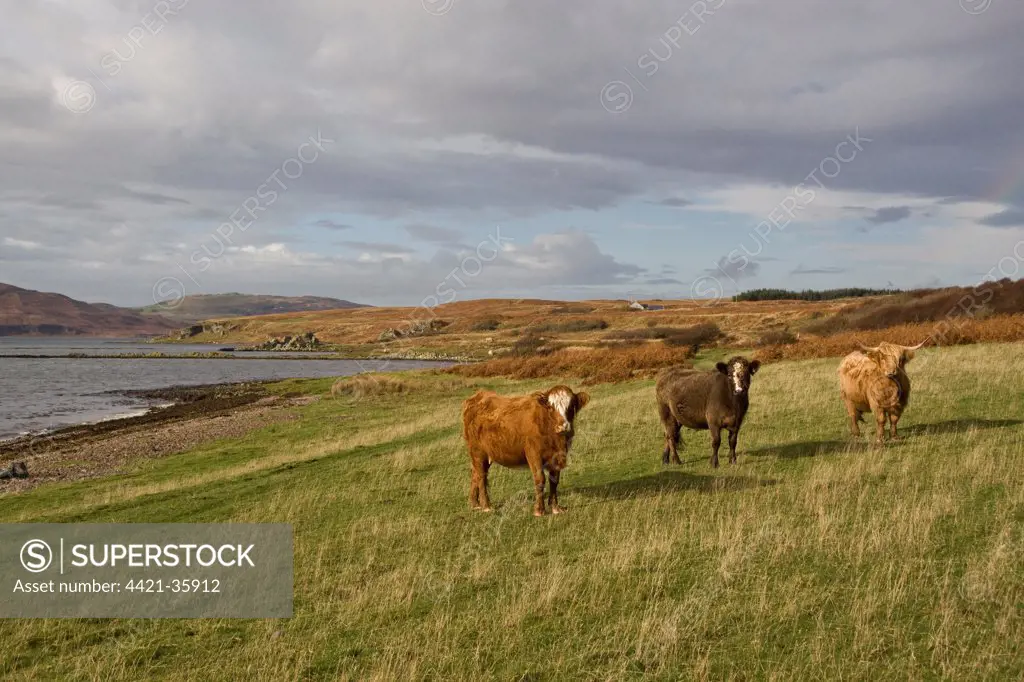 Highland cattle on the isle of Jura