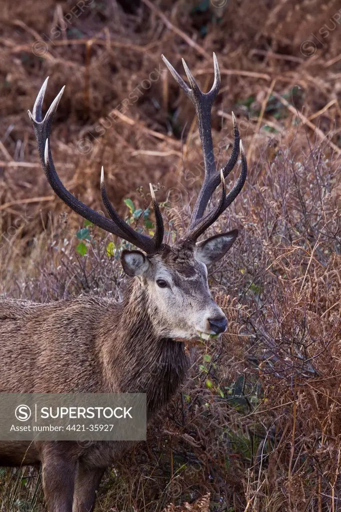 red Deer Stag on the isle of Jura