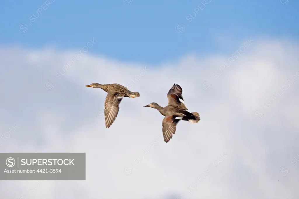 Gadwall (Anas strepera) adult pair, in nuptial flight, Norfolk, England, may